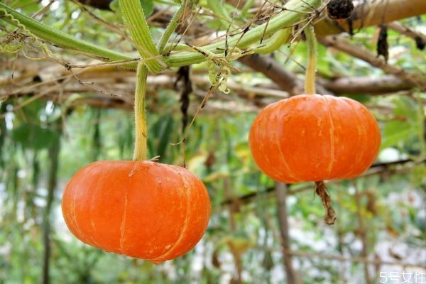 吃金瓜有什么作用呢 金瓜的生長環(huán)境是怎么樣的呢 吃金瓜有什么作用呢 金瓜的生長環(huán)境是怎么樣的呢