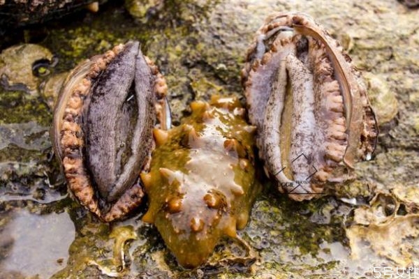 鮑魚的生長環(huán)境是怎么樣的呢 鮑魚好吃嗎 鮑魚的生長環(huán)境是怎么樣的呢 鮑魚好吃嗎