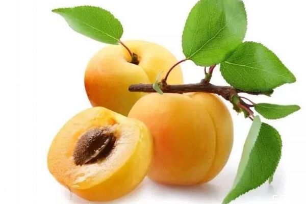 杏子有什么營(yíng)養(yǎng)價(jià)值呢 杏子的生長(zhǎng)環(huán)境怎么樣呢 杏子有什么營(yíng)養(yǎng)價(jià)值呢 杏子的生長(zhǎng)環(huán)境怎么樣呢