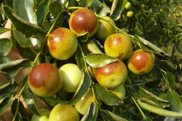 冬棗紅的好還是綠的好 冬棗全紅的正常嗎 冬棗紅的好還是綠的好 冬棗全紅的正常嗎