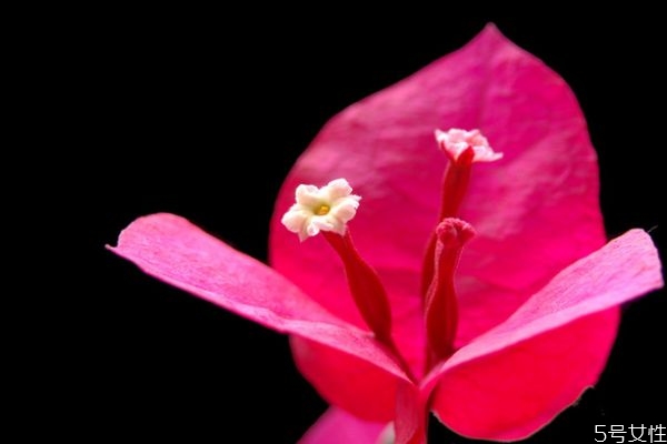 三角梅有毒嗎 三角梅的花語是什么呢 三角梅有毒嗎 三角梅的花語是什么呢