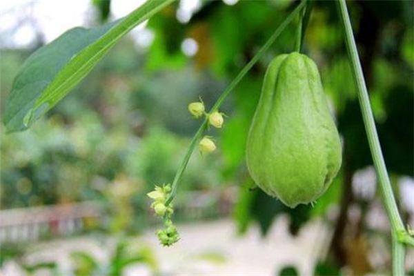 佛手瓜可以炒雞蛋嗎 佛手瓜炒雞蛋有毒嗎 佛手瓜可以炒雞蛋嗎 佛手瓜炒雞蛋有毒嗎