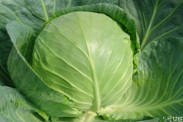 什么是大頭菜呢 大頭菜的生長(zhǎng)環(huán)境是怎么樣的呢