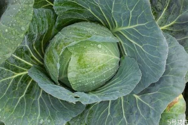 什么是大頭菜呢 大頭菜的生長(zhǎng)環(huán)境是怎么樣的呢