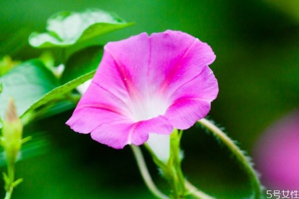 什么是牽牛花呢 牽?；ㄓ惺裁醋饔媚?></a>
      <p class=