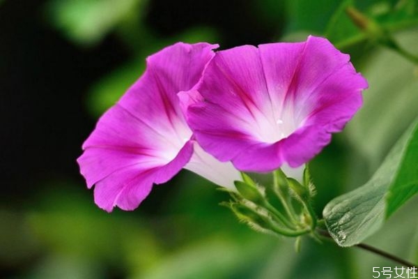 牽?；ǖ幕ㄕZ(yǔ)是什么呢 牽?；ǖ姆N植要注意什么呢