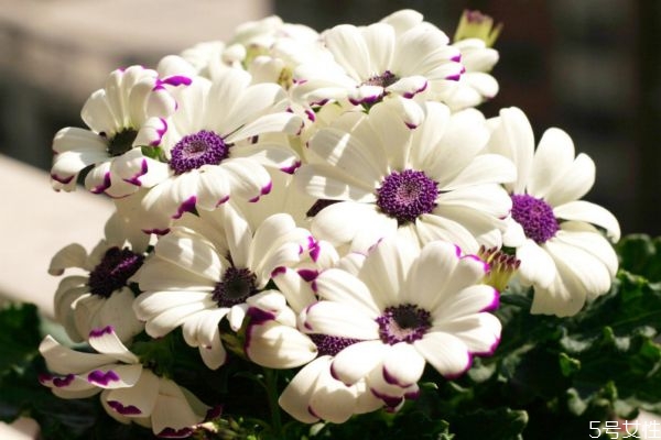 什么是瓜葉菊呢 瓜葉菊有什么作用呢 什么是瓜葉菊呢 瓜葉菊有什么作用呢