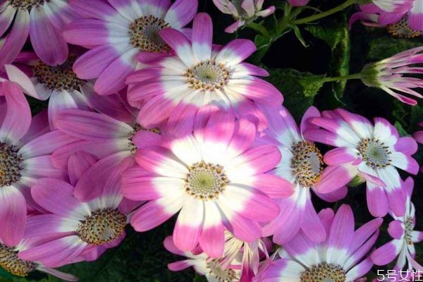 什么是瓜葉菊呢 瓜葉菊有什么作用呢 什么是瓜葉菊呢 瓜葉菊有什么作用呢