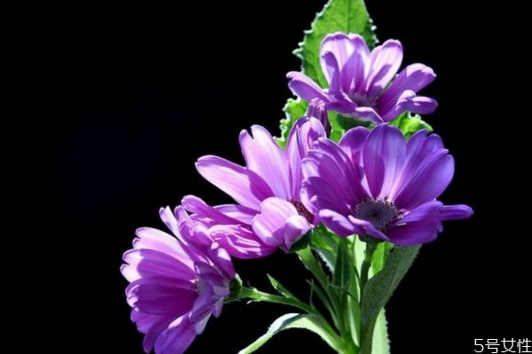 什么是瓜葉菊呢 瓜葉菊有什么作用呢 什么是瓜葉菊呢 瓜葉菊有什么作用呢