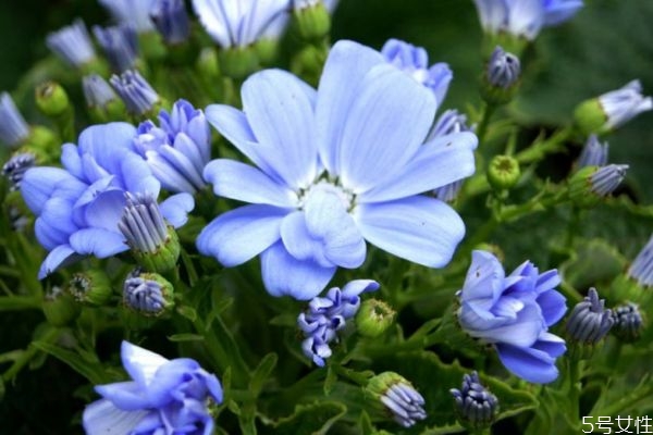 瓜葉菊的花語是什么呢 瓜葉菊的種植需要注意什么呢 瓜葉菊的花語是什么呢 瓜葉菊的種植需要注意什么呢