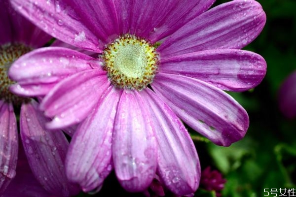 瓜葉菊的花語是什么呢 瓜葉菊的種植需要注意什么呢 瓜葉菊的花語是什么呢 瓜葉菊的種植需要注意什么呢
