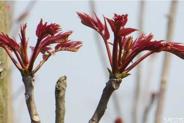 什么是香椿頭呢 香椿頭有什么營養(yǎng)價值呢 什么是香椿頭呢 香椿頭有什么營養(yǎng)價值呢