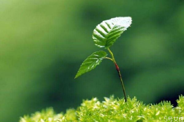 濕疹的形成原因有什么呢 如何治療濕疹呢 濕疹的形成原因有什么呢 如何治療濕疹呢