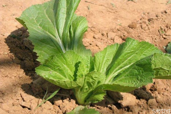 芥菜有什么營養(yǎng)價值呢 吃芥菜有什么好處呢 芥菜有什么營養(yǎng)價值呢 吃芥菜有什么好處呢