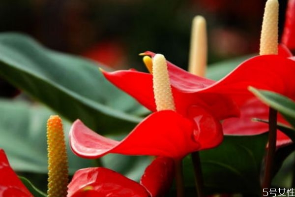 紅掌的花語是什么呢 紅掌的種植應(yīng)該注意什么呢 紅掌的花語是什么呢 紅掌的種植應(yīng)該注意什么呢