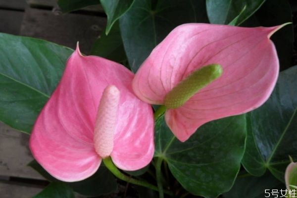 紅掌的花語是什么呢 紅掌的種植應(yīng)該注意什么呢 紅掌的花語是什么呢 紅掌的種植應(yīng)該注意什么呢