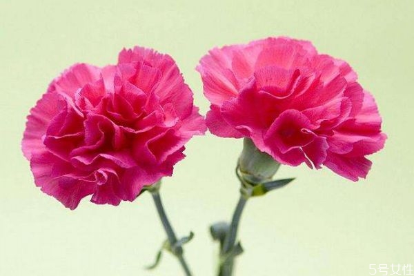 康乃馨的花語(yǔ)是什么呢 康乃馨適合送給什么人呢