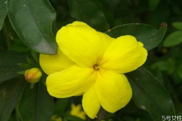 金鐘花的花語(yǔ)是什么呢 金鐘花的種植要注意什么呢 金鐘花的花語(yǔ)是什么呢 金鐘花的種植要注意什么呢