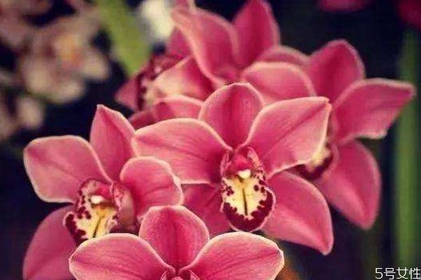 金鐘花的花語(yǔ)是什么呢 金鐘花的種植要注意什么呢 金鐘花的花語(yǔ)是什么呢 金鐘花的種植要注意什么呢