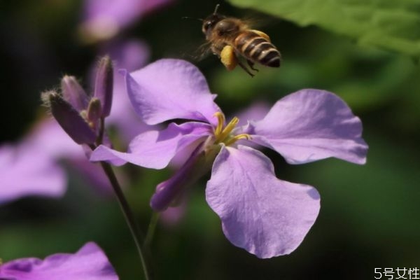 金鐘花的花語(yǔ)是什么呢 金鐘花的種植要注意什么呢 金鐘花的花語(yǔ)是什么呢 金鐘花的種植要注意什么呢
