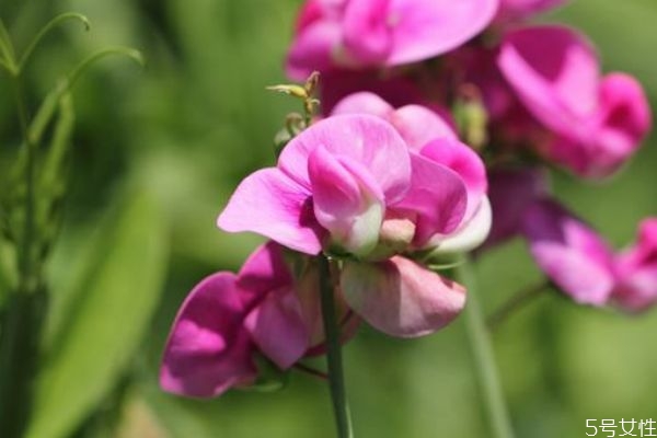 什么是香豌豆呢 香豌豆有什么作用呢 什么是香豌豆呢 香豌豆有什么作用呢
