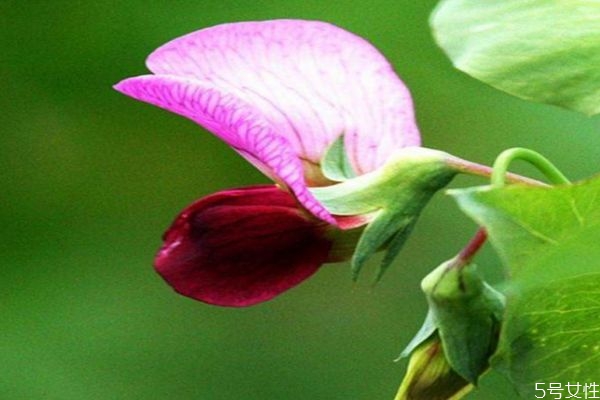 什么是香豌豆呢 香豌豆有什么作用呢 什么是香豌豆呢 香豌豆有什么作用呢