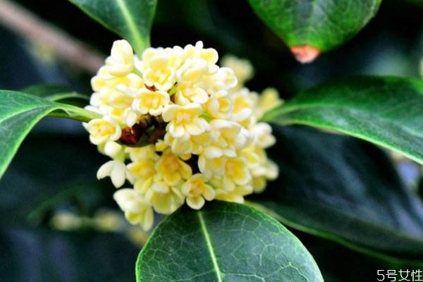 桂花的花語是什么呢 桂花的生長(zhǎng)環(huán)境是怎么樣的呢 桂花的花語是什么呢 桂花的生長(zhǎng)環(huán)境是怎么樣的呢