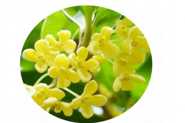 桂花的花語是什么呢 桂花的生長(zhǎng)環(huán)境是怎么樣的呢 桂花的花語是什么呢 桂花的生長(zhǎng)環(huán)境是怎么樣的呢