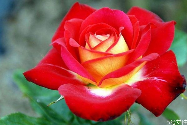 月季花生長環(huán)境是怎么樣的呢 月季花分布范圍是哪里呢 月季花生長環(huán)境是怎么樣的呢 月季花分布范圍是哪里呢