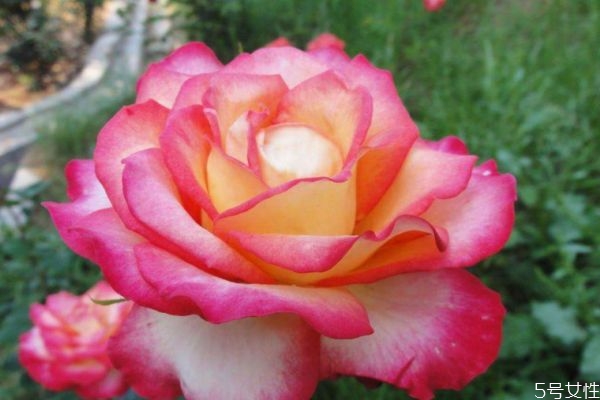 月季花生長環(huán)境是怎么樣的呢 月季花分布范圍是哪里呢 月季花生長環(huán)境是怎么樣的呢 月季花分布范圍是哪里呢