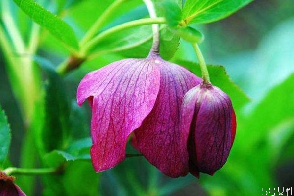 什么是圣誕玫瑰花呢 圣誕玫瑰的花語是什么呢 什么是圣誕玫瑰花呢 圣誕玫瑰的花語是什么呢