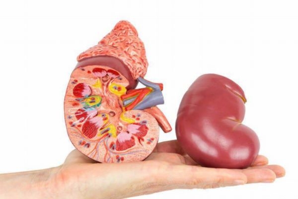 腎結石可以預防嗎 腎結石應該怎么預防呢 腎結石可以預防嗎 腎結石應該怎么預防呢