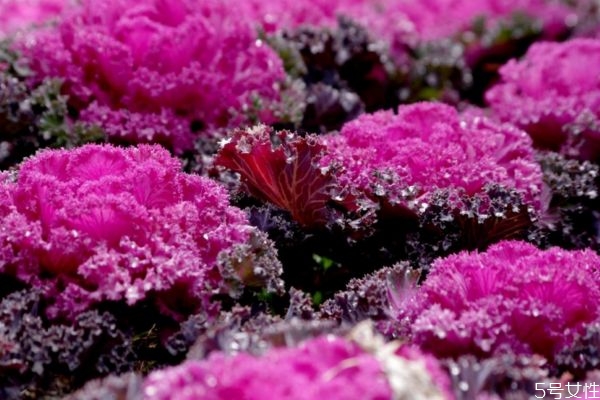 羽衣甘藍可以怎么吃呢 羽衣甘藍有什么營養(yǎng)價值呢 羽衣甘藍可以怎么吃呢 羽衣甘藍有什么營養(yǎng)價值呢