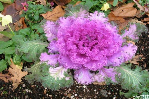 羽衣甘藍可以怎么吃呢 羽衣甘藍有什么營養(yǎng)價值呢 羽衣甘藍可以怎么吃呢 羽衣甘藍有什么營養(yǎng)價值呢