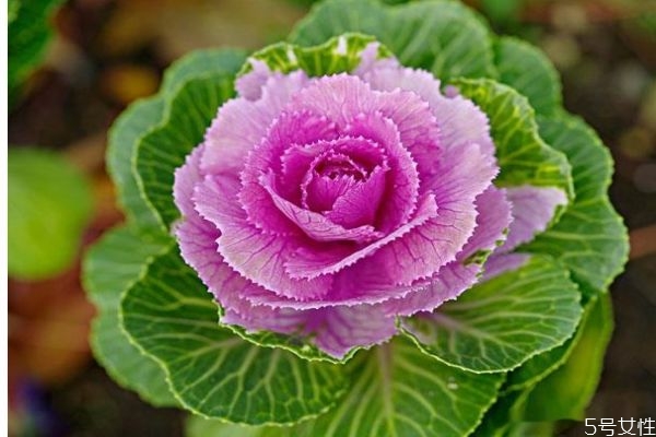 羽衣甘藍(lán)可以怎么吃呢 羽衣甘藍(lán)有什么營養(yǎng)價(jià)值呢