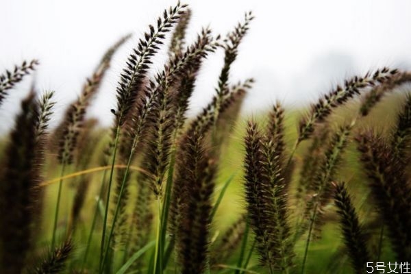 什么是舞草呢 舞草有什么作用呢 什么是舞草呢 舞草有什么作用呢