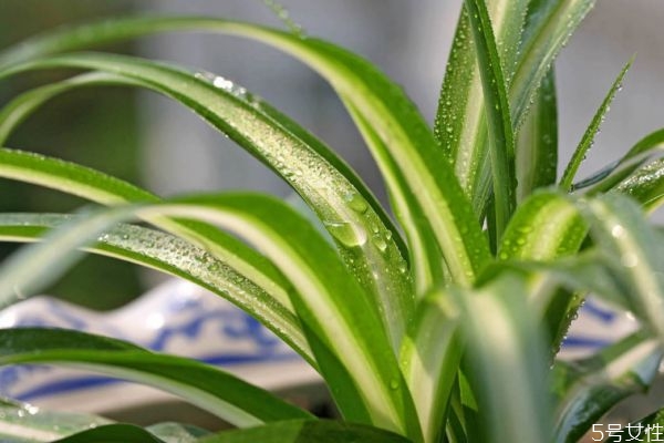 什么是金心吊蘭呢 金心吊蘭有什么作用呢 什么是金心吊蘭呢 金心吊蘭有什么作用呢