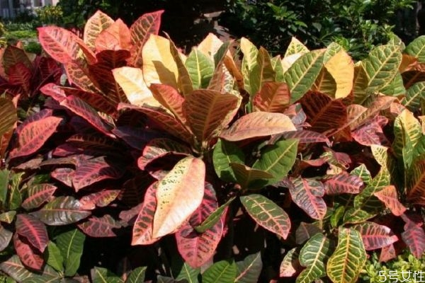 變?nèi)~木的花語是什么呢 變?nèi)~木的種植要注意什么呢 變?nèi)~木的花語是什么呢 變?nèi)~木的種植要注意什么呢