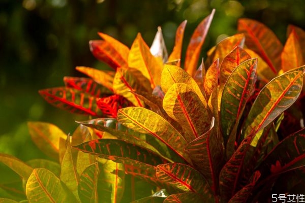 變?nèi)~木的花語是什么呢 變?nèi)~木的種植要注意什么呢 變?nèi)~木的花語是什么呢 變?nèi)~木的種植要注意什么呢