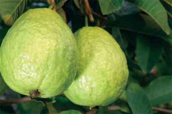 番石榴切開可以放多久 番石榴切開后怎么保存 番石榴切開可以放多久 番石榴切開后怎么保存