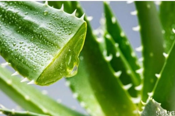 純天然蘆薈可以擦臉嗎 純天然蘆薈擦臉有什么作用呢 純天然蘆薈可以擦臉嗎 純天然蘆薈擦臉有什么作用呢