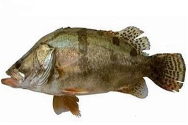 鱖魚殺后怎么保存 鱖魚事選大的還是小的 鱖魚殺后怎么保存 鱖魚事選大的還是小的