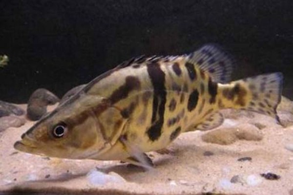 鱖魚殺后怎么保存 鱖魚事選大的還是小的 鱖魚殺后怎么保存 鱖魚事選大的還是小的