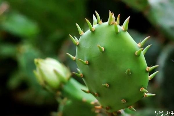 仙人掌可以凈化空氣嗎 仙人掌的生長(zhǎng)環(huán)境是怎么樣的呢 仙人掌可以凈化空氣嗎 仙人掌的生長(zhǎng)環(huán)境是怎么樣的呢