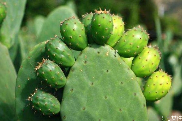 仙人掌可以?xún)艋諝鈫?仙人掌的生長(zhǎng)環(huán)境是怎么樣的呢 仙人掌可以?xún)艋諝鈫?仙人掌的生長(zhǎng)環(huán)境是怎么樣的呢