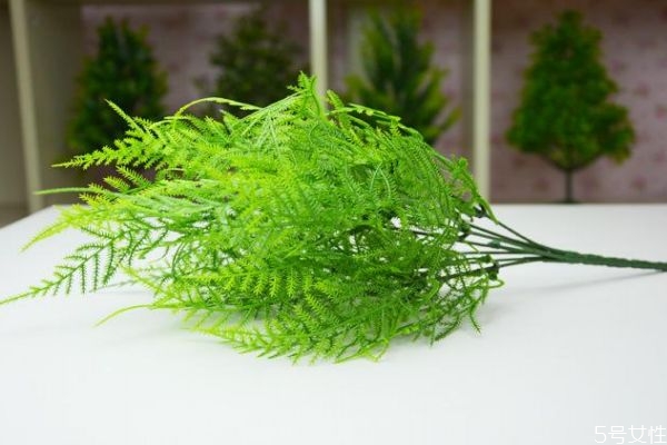 文竹的花語是什么呢 文竹的種植有什么注意呢 文竹的花語是什么呢 文竹的種植有什么注意呢