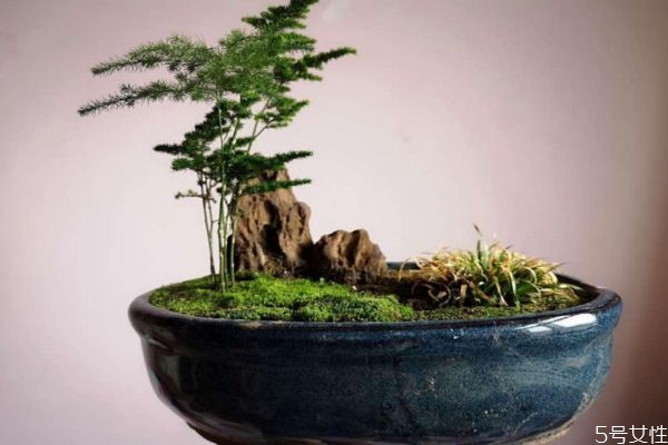 文竹的花語是什么呢 文竹的種植有什么注意呢 文竹的花語是什么呢 文竹的種植有什么注意呢