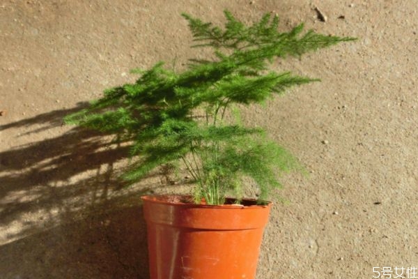 文竹的花語是什么呢 文竹的種植有什么注意呢 文竹的花語是什么呢 文竹的種植有什么注意呢