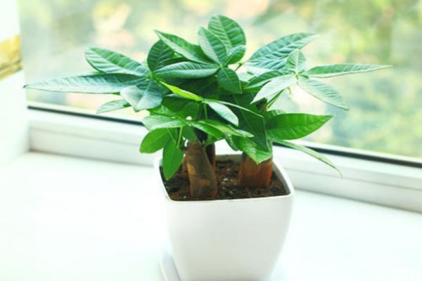 什么是發(fā)財(cái)樹(shù)呢 發(fā)財(cái)樹(shù)有什么作用呢 什么是發(fā)財(cái)樹(shù)呢 發(fā)財(cái)樹(shù)有什么作用呢