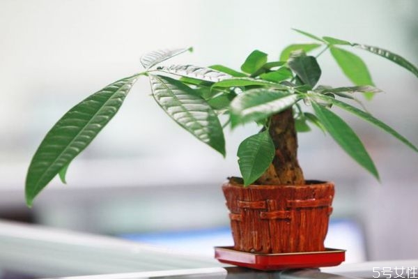 什么是發(fā)財(cái)樹(shù)呢 發(fā)財(cái)樹(shù)有什么作用呢 什么是發(fā)財(cái)樹(shù)呢 發(fā)財(cái)樹(shù)有什么作用呢